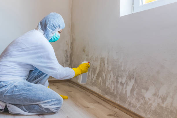 Licensed Basement Mold Remediation service in Woodbury Heights, NJ - Car Mold Remediation