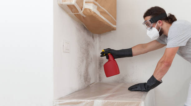 Professional Basement Mold Remediation technician working in Woodbury Heights, NJ