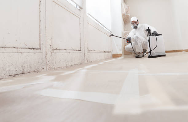 24/7 Emergency Basement Mold Remediation experts in Woodbury Heights, NJ