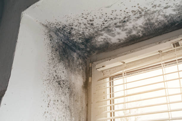 Affordable Basement Mold Remediation solutions in Woodbury Heights, NJ
