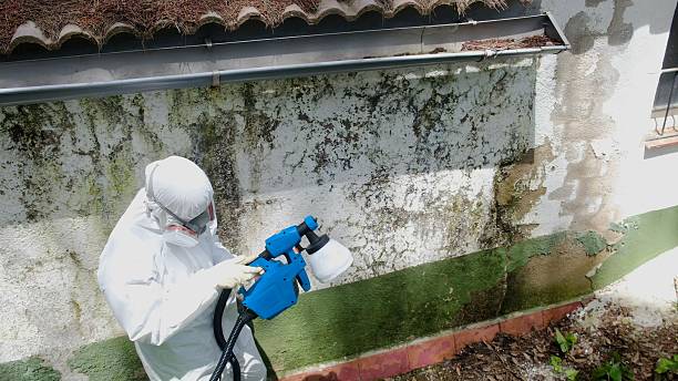 Top rated local Basement Mold Remediation specialists in Woodbury Heights, NJ